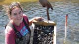 Researcher sampling mollusk species at Cape Cod National Seashore, Massachusetts (Credit: Brett Amy Thelen).